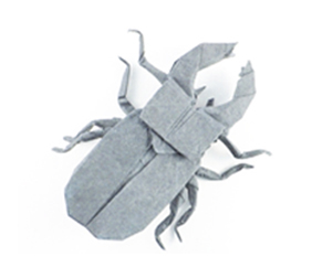 stag beetle image